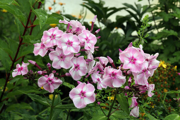 Fototapeta premium delicate two-color phlox flowers (Latin Phlox) on a blurred background