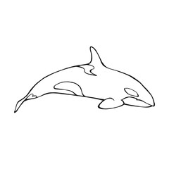Killer whale. Hand drawn illustration converted to vector.