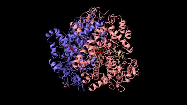 Cyclooxygenase-2 bound to non-selective inhibitor, indomethacin (red). Protoporphyrin IX is shown in green. Animated 3D cartoon and Gaussian surface models, PDB 3n8v, black background