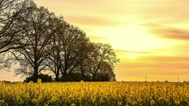 Shot of yellow clouds moving in the sky moving over Rapeseed field at daytime in timelapse.