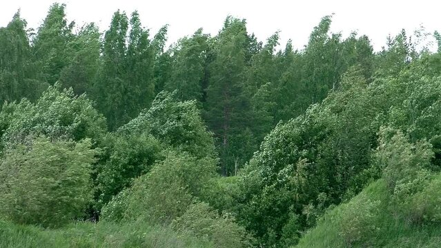 Strong wind in the green forest. Bad windy weather of nature before a hurricane.