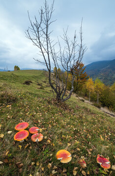 Cloudy and foggy day autumn Carpathian Mountains, Ukraine glade scene. Amanita mushrooms in the foreground.