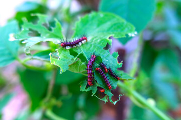 Caterpillars ️of Tawny Caster (Acraea violae) on green leaf and eating leaf. The body is segmented, reddish brown, cylindrical shape. There are black spines split into small lobes.