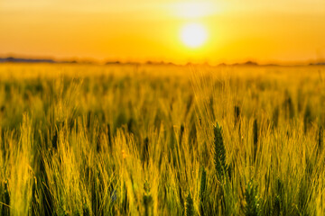 Scena con un campo di grano al tramonto. Giugno. Raccolta. Cereali.