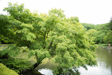 緑もみじの木と川（tree＆river）