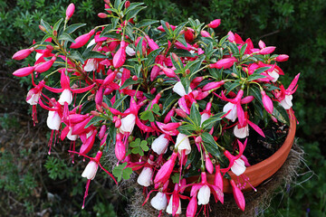 Fuchsie, Balkonblume, Blüten, Blumen, Sommer