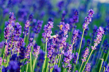 Naklejka premium lavender flowers in the field with a bee in Budapest Hungary 