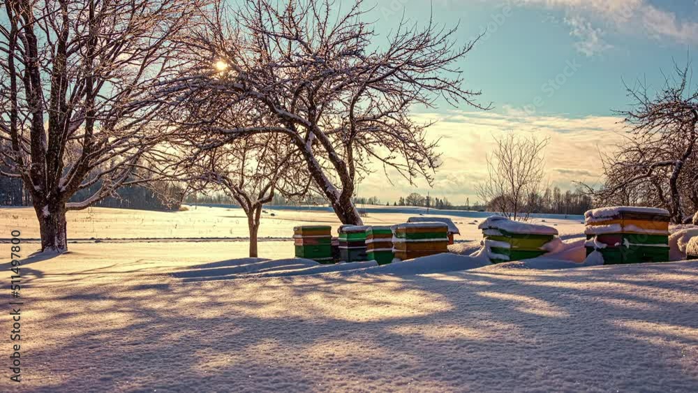 Poster static shot of colony of beehive boxes in the cold winter landscape covered with snow fields and tre
