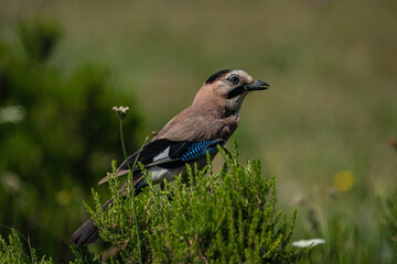 Eurasian Jay (Garrulus glandarius) in its natural habitat