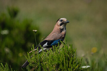 Eurasian Jay (Garrulus glandarius) in its natural habitat