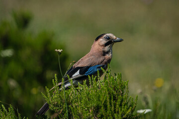 Eurasian Jay (Garrulus glandarius) in its natural habitat