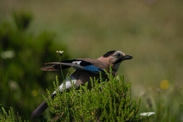 Eurasian Jay (Garrulus glandarius) in its natural habitat