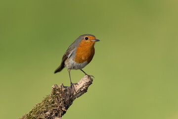 European robin sitting on a branch