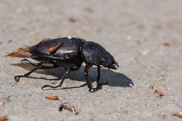 Dorcus parallelipipedus - Lesser stag beetle - Petite biche