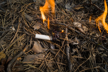 A burning fire from an abandoned unextinguished cigarette butt. Burning dry needles in the forest from an abandoned cigarette. Dangerous situation. Fire threat. Selective focus