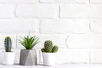 Succulent plants in pots against white brick wall. Copy space for text. Minimalistic design. Home interior, home plants