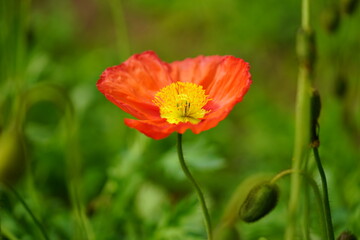 Fototapeta premium ポピーの花