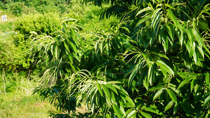 Chestnut flowers. Rich with scent
the amount of flowers