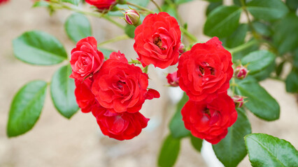 Rose, the queen of flowers, and splendor