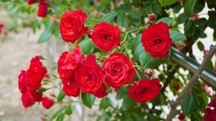 Rose, the queen of flowers, and splendor