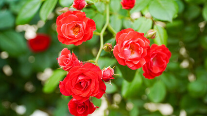 Rose, the queen of flowers, and splendor