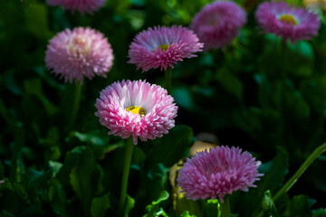 光に輝くヒナギク