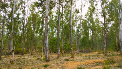 this is landscape trees on forest.