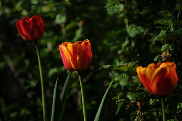 red and yellow tulips