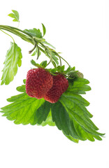 Ripe juicy red strawberry on white background
