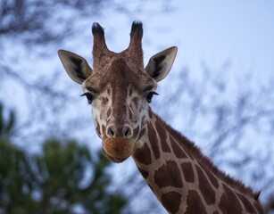 portrait of giraffe