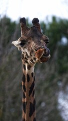 portrait of a giraffe