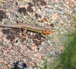 lizard on a rock