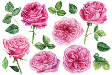 Set of pink flowers. Roses and leaves on a white background, watercolor painting, floral elements