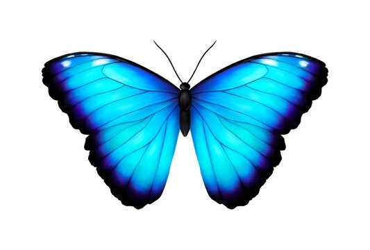 Blue tropical butterfly. Giant Morpho didius. Realistic vibrant detailed illustration. Isolated on white. Morpho Menelaus Terrestris, South American butterfly.