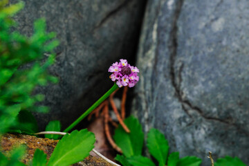 イワダレソウが咲く