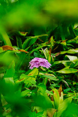 枝の間から見えるアジサイ