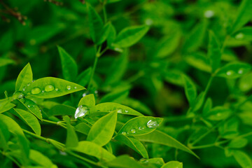 南天の葉に幻想的な水玉ができる