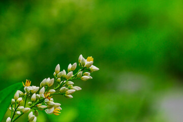 ナンテンの花が咲く