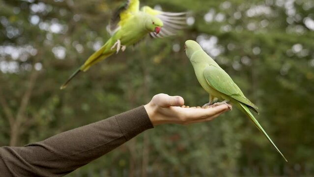 Two green parrots in London flying in the park and fighting over food, eating nuts in one of the parks in London, UK. Feeding wildlife in London.