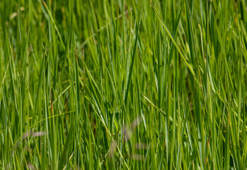 a close-up with blades of green grass