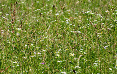 a close-up with grass and wildflowers