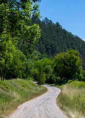 Fototapeta na wymiar A dirt road in a rural area in summer