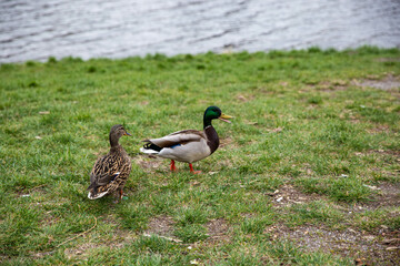 a pair of ducks walking along the shore by the river