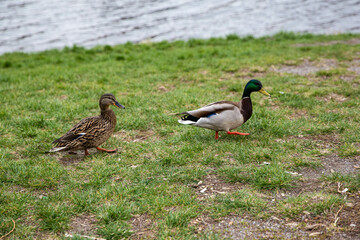 a pair of ducks walking along the shore by the river 