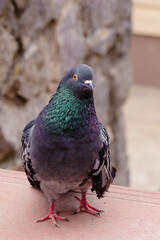 portrait of a dove walking in the city