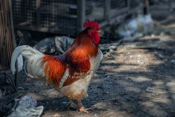 A red big rooster stands in the shade of trees in the middle of a village yard. Poultry breeding. Domestic poultry farming.