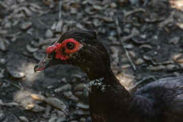 Beautiful musky duck outdoors in the yard. Close-up of the head of a musk duck in the shade on a blurry background in the daytime. Domestic poultry farming. Breeding ducks at home.