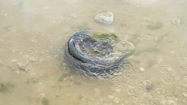 close-up environmental pollution black car tire lies on the bottom of the sea overgrown with tina against the background of the sand bottom.