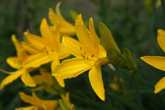 yellow daffodil flower © Alex