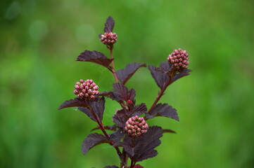 a beautiful floral inflorescence .buds on a twig